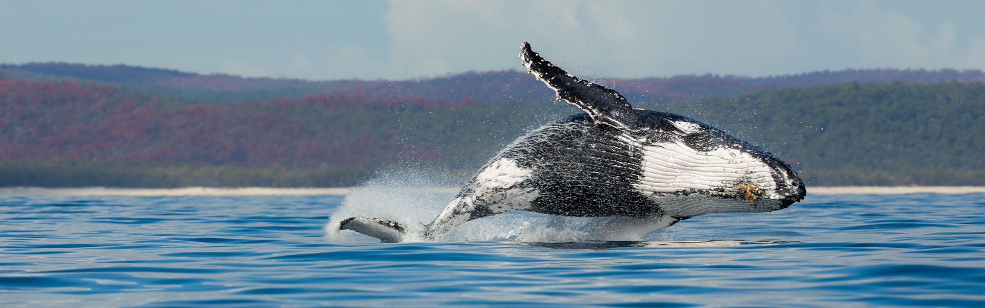 <p>Whale Watching - Hervey Bay</p>
