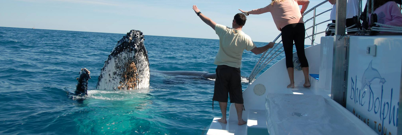 <p>Whale Watching - Hervey Bay and Mooloolaba</p>
