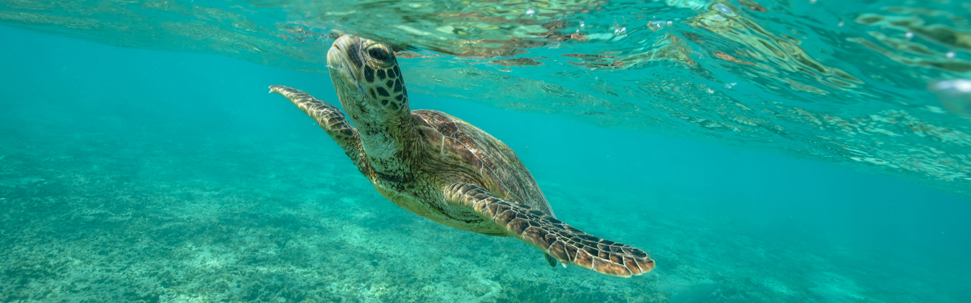 <p>Lady Elliot Island, Great Barrier Reef.</p>
