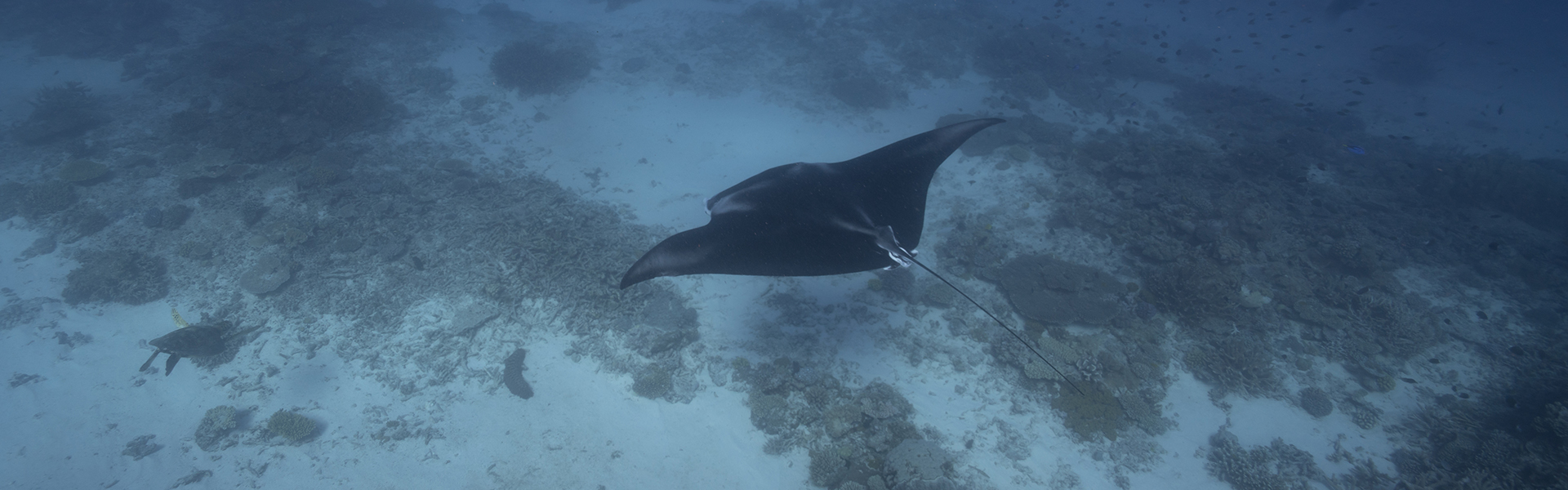 <p>Lady Elliot Island, Great Barrier Reef.</p>
